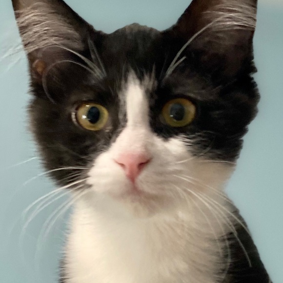 Meet your Posher, Ellie - Picture 4 of 6